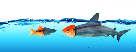 Deception Concept - Disguise Between Shark And Goldfish